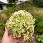 The Unexpected Kitchen Ingredient That Keeps Aphids Off Your Plants