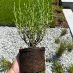 Preserving Tomatoes in Ash: A Traditional Technique for Longer Freshness