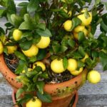 The Amazing Benefits of Lemon Leaves: Nature’s Unsung Hero