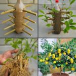 Easy Clove Cultivation: From Seed to Spice