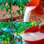 Easy Clove Cultivation: From Seed to Spice