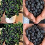 How to Grow JAVA PLUM From Seeds