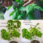 7 indoor plants that eliminate dust and allergies