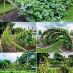 Best Recycled Plastic Bottle Ideas for Your Garden & Home