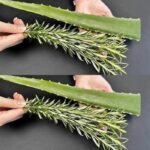 How to Make a Banana Hanger to Feed Butterflies: Attract Them to Your Garden