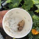 The Healing Power of Sage: Nature’s Remedy for Dementia, Inflammation, Arthritis, and More
