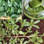 My Mom Swears by This Trick to Keep Her Skin from Drying Out in Winter, with Almost No Effort – Here’s How She Does It