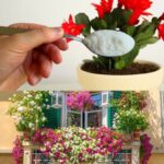 🌼 How to Grow Zinnias in Pots: Complete Container Growing Guide