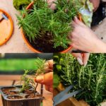 🌼 How to Grow Zinnias in Pots: Complete Container Growing Guide