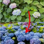 Tricks To Prevent Weeds From Growing In Your Gravel