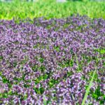 How to Make Liquid Eggshell Calcium Fertilizer: A Natural Boost for Your Plants