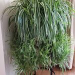 🌿 10 Best Ground Cover Plants For Your Garden