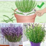 This Chia Seed Drink Activates Weight Loss: Backed by Science
