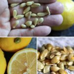 Save Your Watermelon Seeds – They’re Packed with Health Power