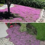 🌳 25 Beautiful Plants That Grow Well Under Trees