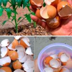 Don’t Discard the Flowers on Your Basil: Here are 8 Ways to Use Them
