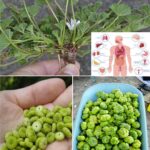 🌿 15 Most Useful Citrus Peel Uses in the Garden