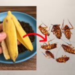 🌿 Natural Ways to Keep Ticks Out of Your Garden