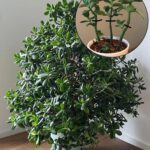 5 Beneficial Plants to Attract Luck and Harmony into Your Home