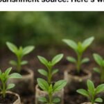 5 Beneficial Plants to Attract Luck and Harmony into Your Home