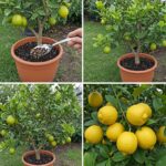 The Natural Solution to Weeds: Here’s How to Eliminate Them Without Chemicals