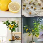 Why Should You Put a Rosemary Branch in the Cupboard?