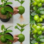 🌿 Turn Papaya Leaves Into a Powerful Homemade Detergent