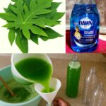 🍋 10 Simple Tips for Growing a Lemon Tree in a Pot