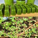 Juniper: 20 Remarkable Benefits and How to Use It