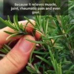 🌿 How to Combat Foot Fungus: This Really Works!