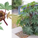 How to Prepare “Enriched” Irrigation Water: Triple the Growth and Flowering of Plants