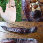 Healthy Snacks Without Flour or Sugar: The Dessert You Can Eat Three Times a Day Without Guilt