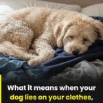 Rustic No-Knead Rosemary Garlic Bread 🍞✨