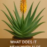 🌟 The Shape of Your Belly Button Reveals Your Personality!