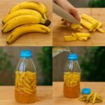 🌳 The Hidden Power of the Honey Locust Tree (Gleditsia triacanthos): Health, Healing, and Everyday Uses