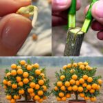 🌿 Natural Plants & Remedies for Better Sleep