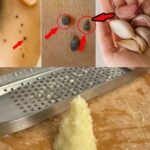 How to Grow Oranges in Pots: A Complete Guide to Home Citrus Growing