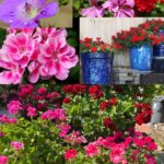 Powerful Homemade Multi-Purpose Cleaner Using Lemon Peels: Save Money and Clean Better