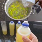 Pour It Over Your Geraniums to Make Them Bloom Quickly: They Have Never Been So Lush