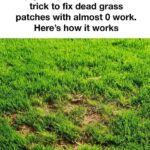 The Trick That Makes Bougainvillea Bloom Profusely, Even If You Plant It Indoors