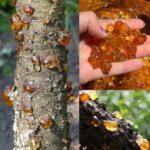 A KFC Employee Showed Me This Trick for Chicken! Crispy Thighs in Just a Few Minutes 🍗🔥