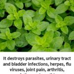 The Number of Triangles You See: What This Optical Illusion Says About You