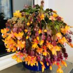 My Grandpa Had a Foolproof Trick to Fix Dead Grass Patches With Almost Zero Work — Here’s How It Works