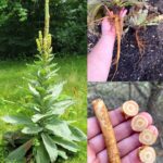 “Christmas Appetizer Favorite”: Just 4 Ingredients I Make Nonstop During the Holidays 🎄