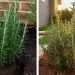 Powerful Homemade Multi-Purpose Cleaner Using Lemon Peels: Save Money and Clean Better