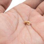 “The 108-Year-Old Southern Salad Recipe That Has Never Stopped Being Controversial”