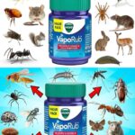 A Step-by-Step Guide to Pressure Canning Homemade Meatloaf