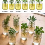 How to Make Fresh Cheese at Home