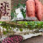 14 Best Fruits to Grow in Pots | Fruits for Containers 🍊🍑