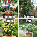 How to Grow Sweet Potatoes in Containers: Best Method 🍠🍠